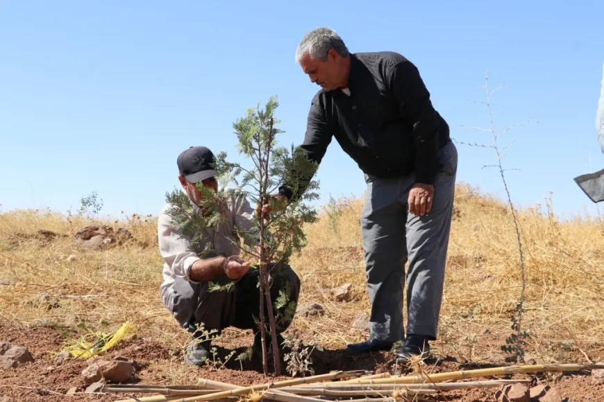 Girê Miştenûr ê Kobanê vediguherînin daristanê