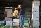 Xwediyên mêşên hingiv dest bi derxistina hingiv dikin