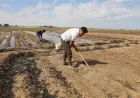 Ji ber lêçûnên zêde cotkarên Til Temirê berê xwe daye çandiniya kevneşopî