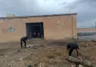 Koçberên vegeriyayî dibistana xwe temîr dikin