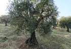 Piştî 9 salan şêniyên Efrînê li zeviyên zeytûnan vegeriyan