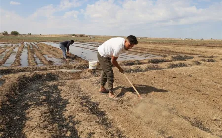 Ji ber lêçûnên zêde cotkarên Til Temirê berê xwe daye çandiniya kevneşopî