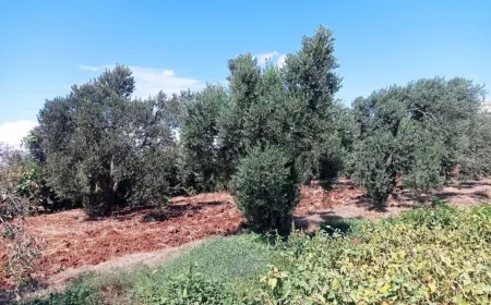 Berhevkirina zû ya zeytûnan ji ber tirsa ji diziyê, gefê li berhemê dixwe