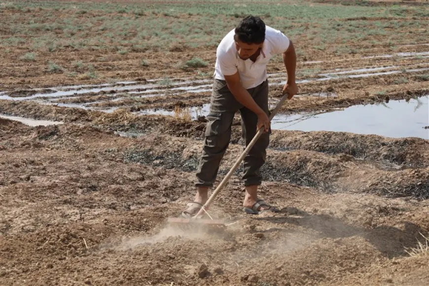 Ji ber lêçûnên zêde cotkarên Til Temirê berê xwe daye çandiniya kevneşopî