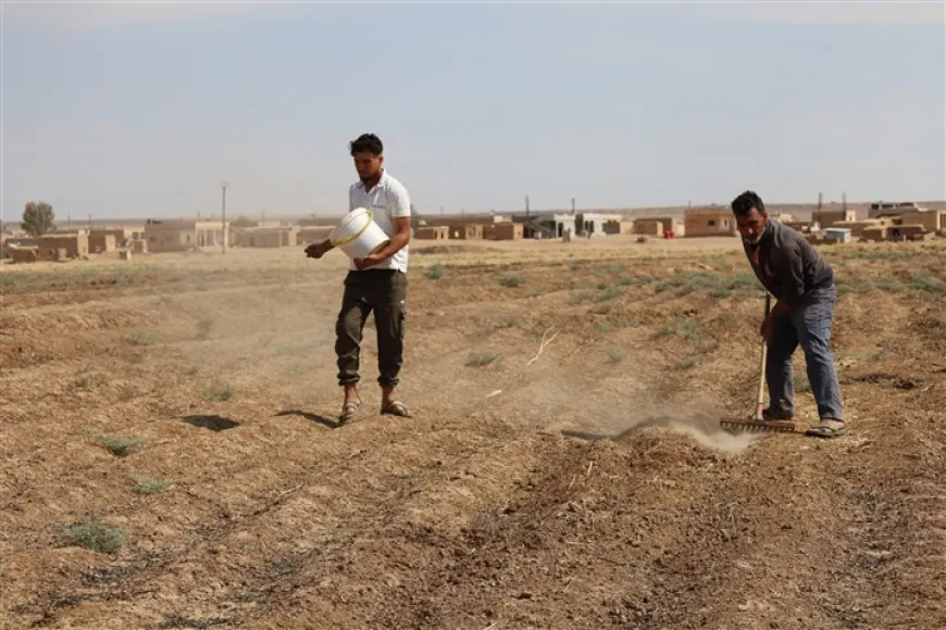 Ji ber lêçûnên zêde cotkarên Til Temirê berê xwe daye çandiniya kevneşopî