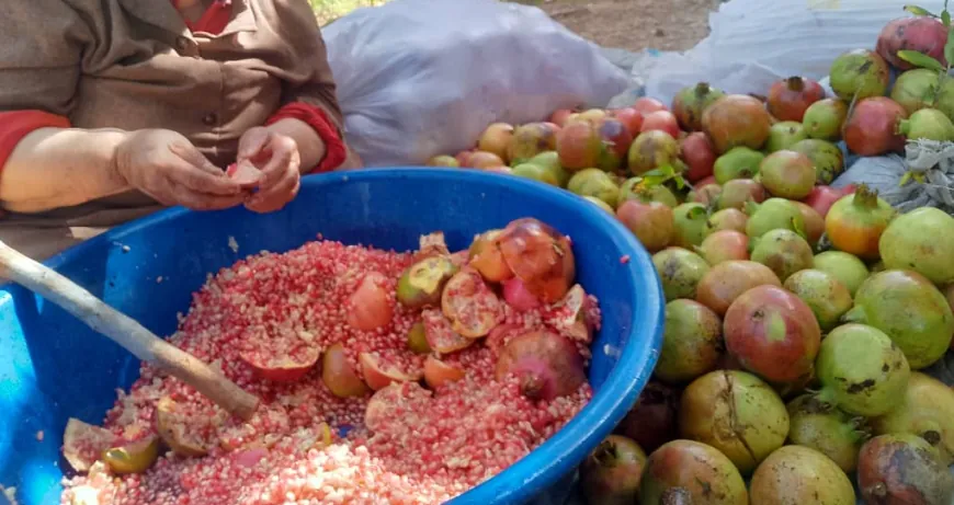 Li Efrînê demsala dimsa hinaran dest pê kir