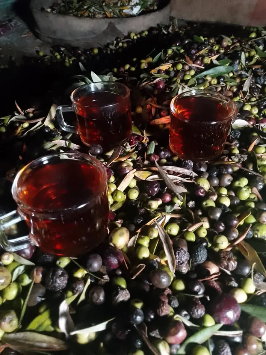 Piştî 9 salan şêniyên Efrînê li zeviyên zeytûnan vegeriyan