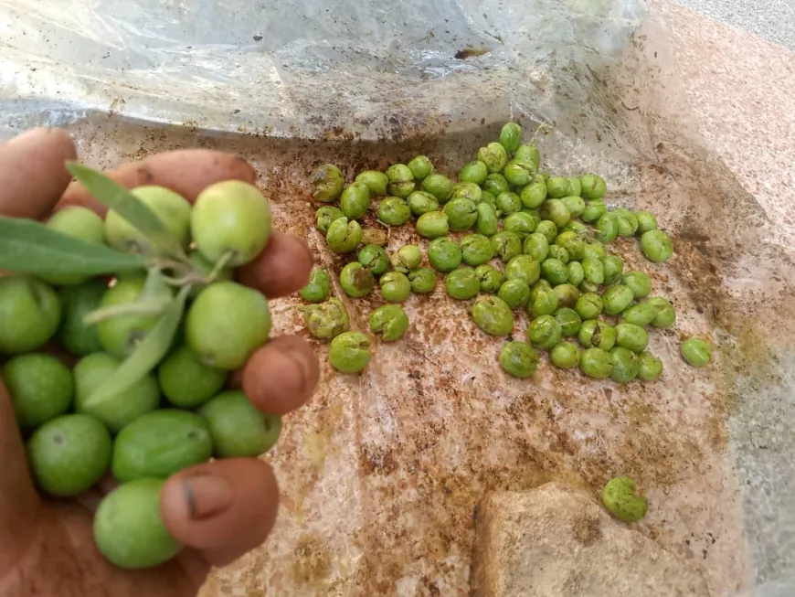 Piştî 9 salan şêniyên Efrînê li zeviyên zeytûnan vegeriyan