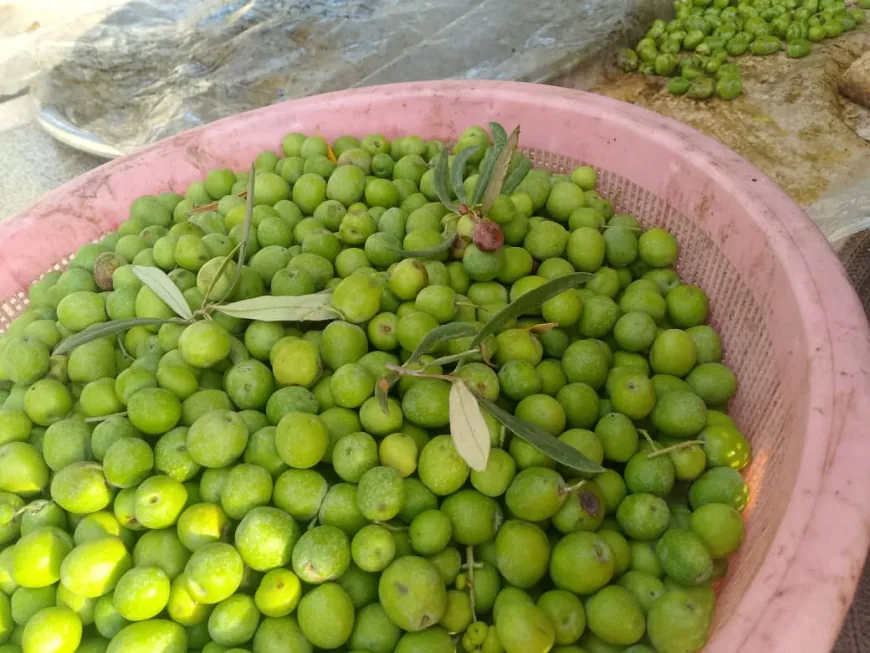 Piştî 9 salan şêniyên Efrînê li zeviyên zeytûnan vegeriyan