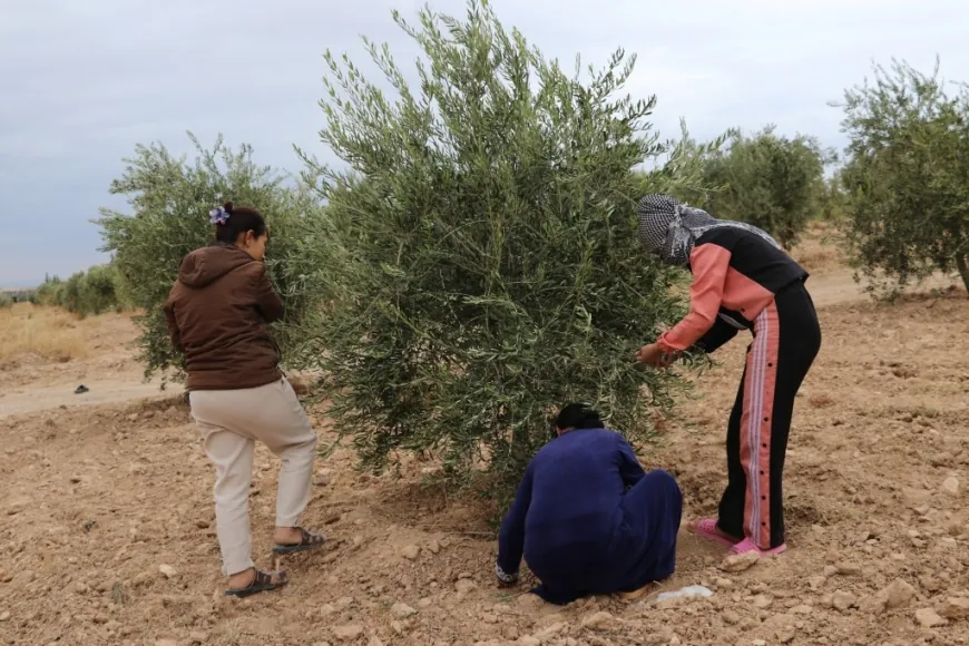 Li Kobanê berhevkirina zeytûnan dest pê kir
