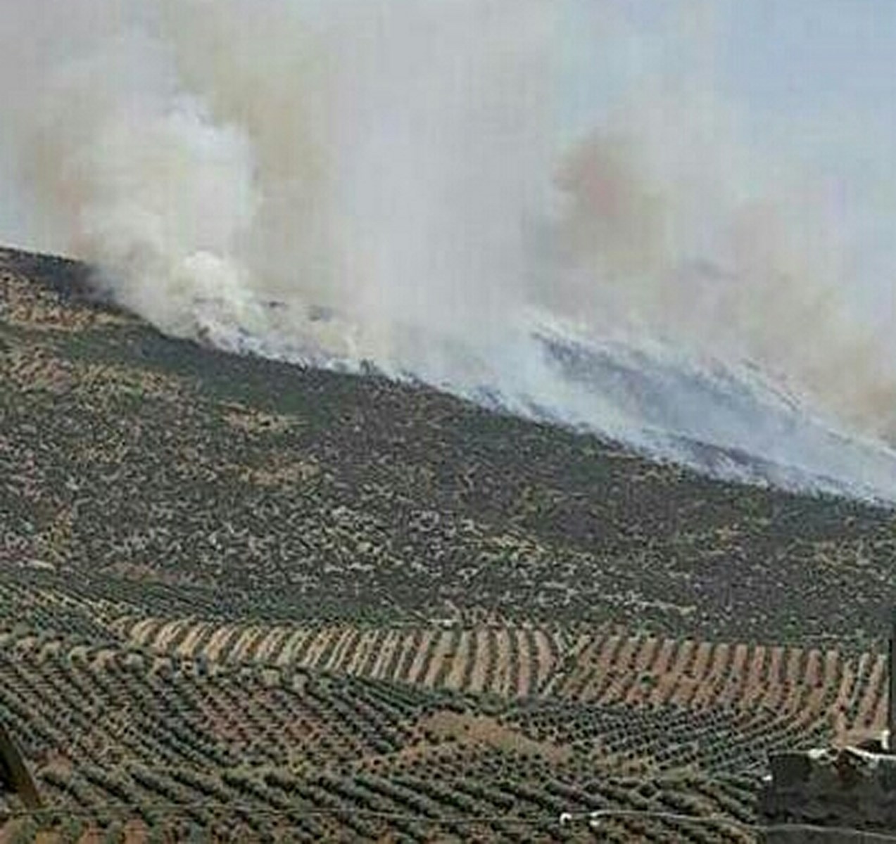 Африн: турецкие боевики сжигают по 4 тысячи деревьев в неделю