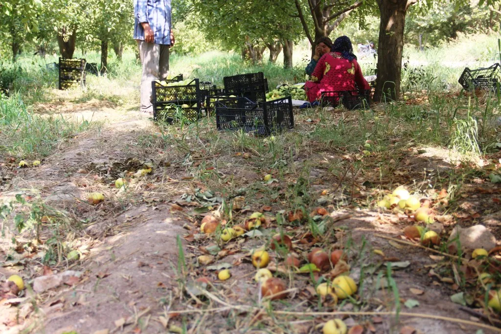 Значительное падение показателей аграрного сектора в Кобани: причина – нехватка топлива
