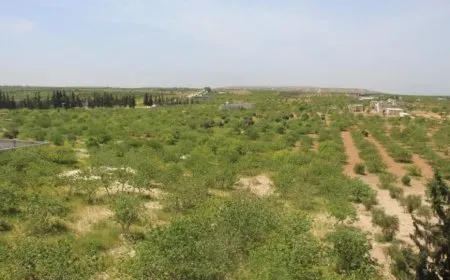 Большой вклад в экономику Манбиджа: производство арахиса