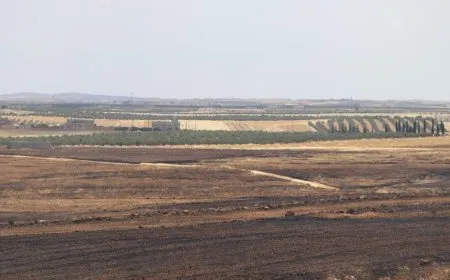 Из-за атак турецких оккупантов сгорело 1500 гектаров земли и более 18 000 оливковых деревьев