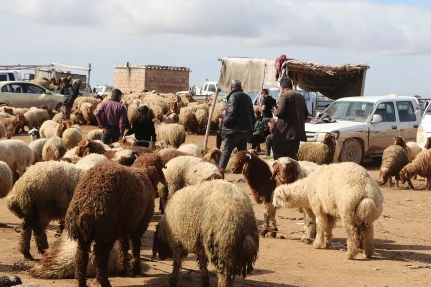 Рынки скота в Аль-Джазире оживились с приходом весны и значительным ростом цен