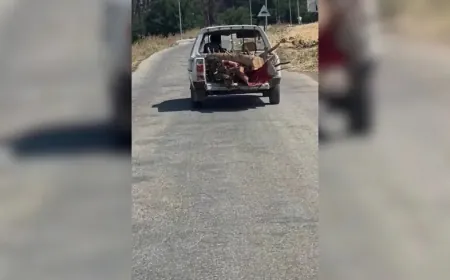 Вырубка лесов в Африне продолжается