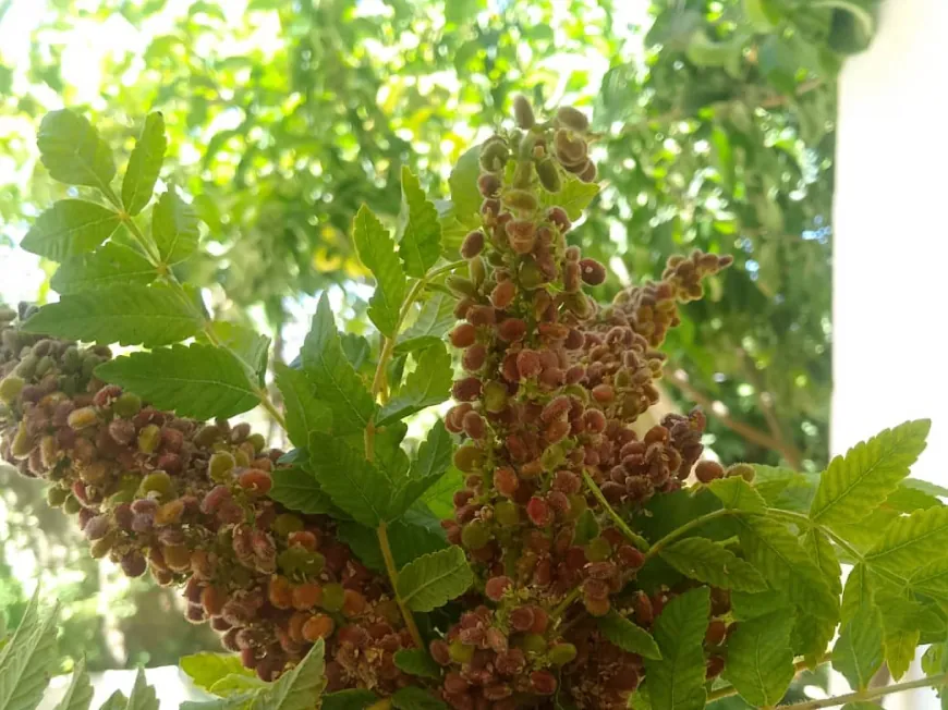 В Африне начался сбор урожая сумаха