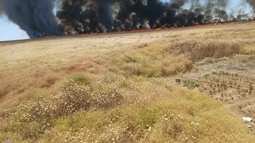 65 тысяч дунамов сельхозугодий уничтожены пожарами в сезон уборки урожая в Хасаке