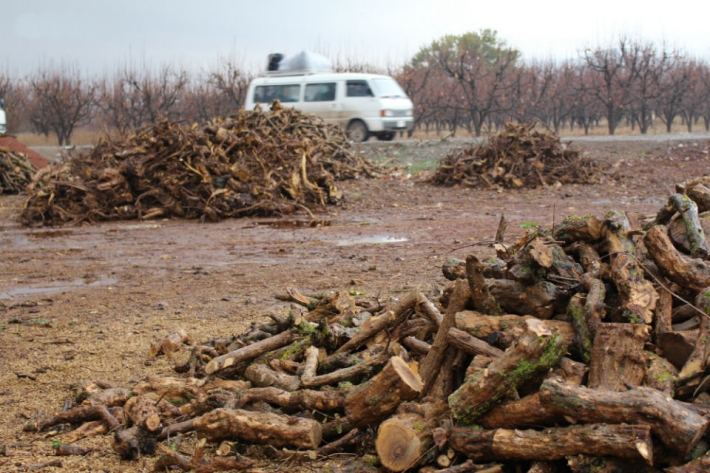 ​​​​​​​Çeteler Efrîn’de ağaç kıyımına devam ediyor