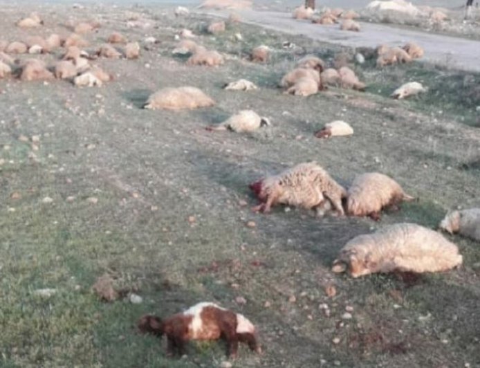 DAIŞ saldırısında bir çoban katledildi