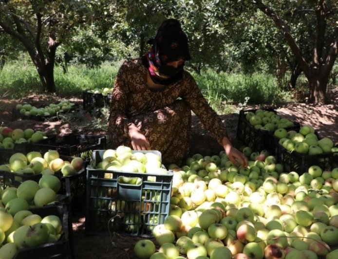 Kobanê’de elma toplama zamanı