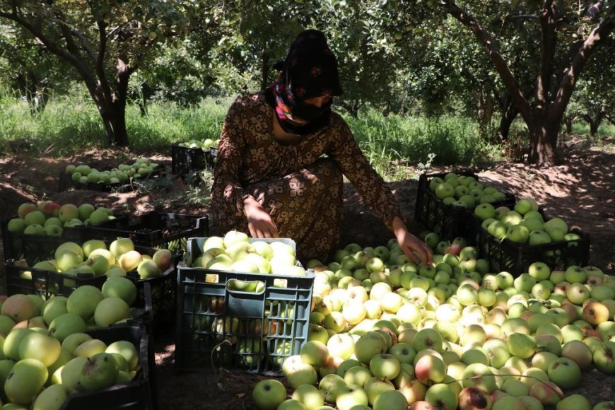 Kobanê’de elma toplama zamanı